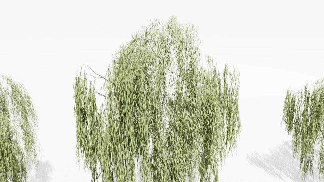 /data/product/53_salix Tree/4.jpg